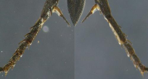 Réf. 63 363 : Arachnospila trivialis
