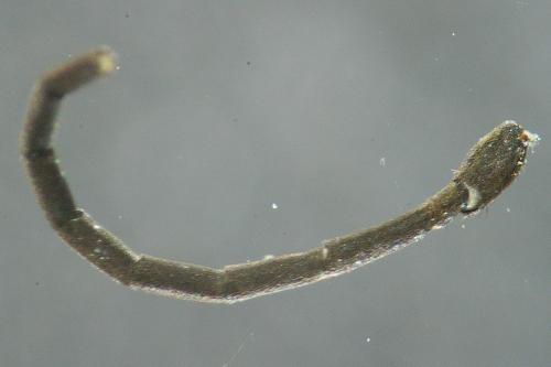 Arachnospila trivialis