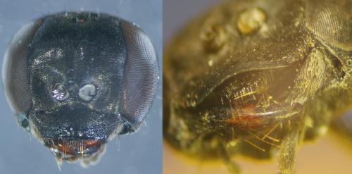 Réf. 63 367 : Arachnospila trivialis