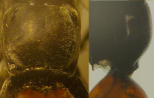 Réf. 63 304 : Arachnospila trivialis