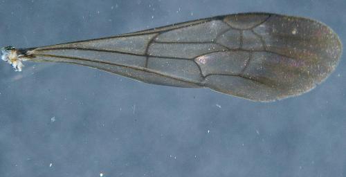 Réf. 63 305 : Arachnospila trivialis