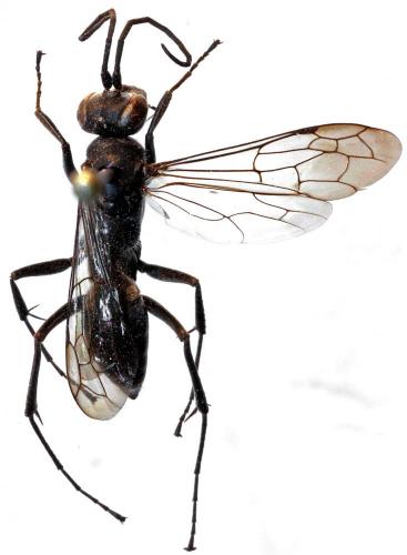 Auplopus carbonarius