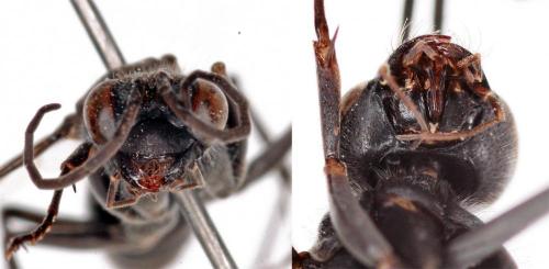 Auplopus carbonarius