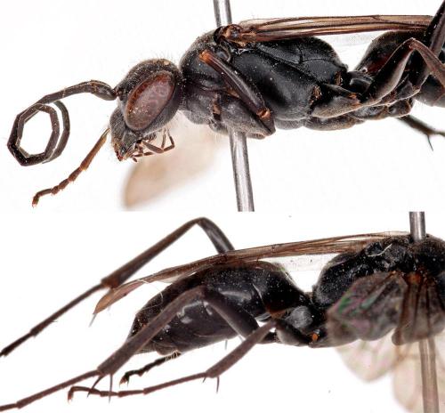 Auplopus carbonarius