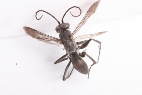 Agenioideus usurarius
