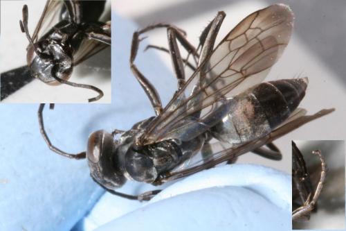 Agenioideus usurarius