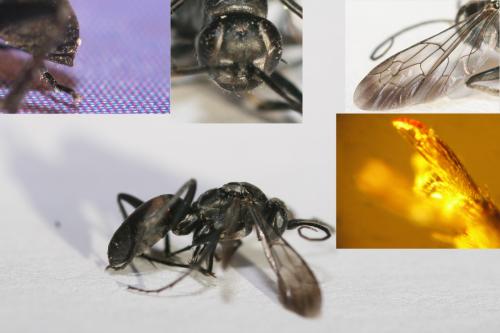 Agenioideus usurarius