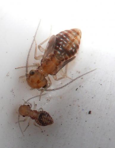 Réf. 63 721 : Ectopsocus petersi