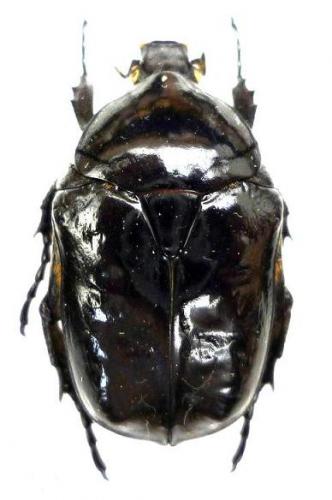Cetonischema speciosissima