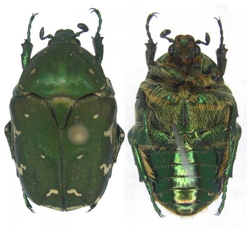 Réf. 63 128 : Protaetia ungarica