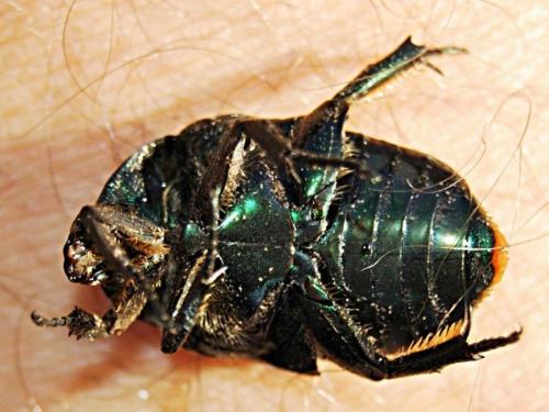 Potosia opaca