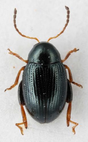 Réf. 63 207 : Psylliodes solarii