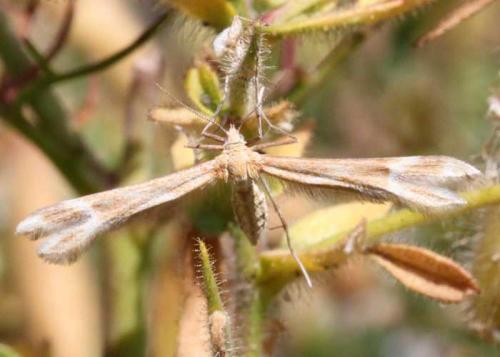 Marasmarcha oxydactylus