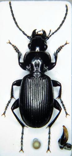 Pterostichus aethiops