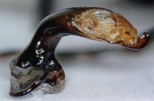 Réf. 63 699 : Pterostichus aethiops