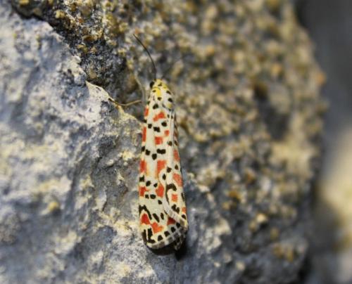 Réf. 63 414 : Utetheisa pulchella