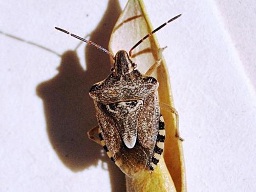 Codophila varia