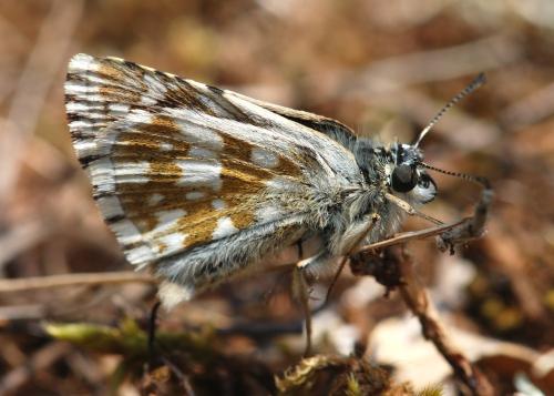 Réf. 63 905 : Pyrgus serratulae