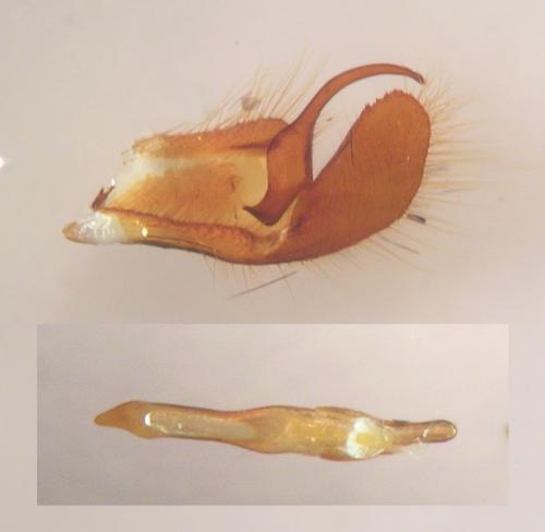 Réf. 63 906 : Pyrgus serratulae