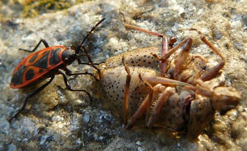 Pyrrhocoris apterus