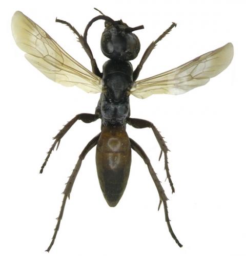 Réf. 63 672 : Arachnotheutes turgidus