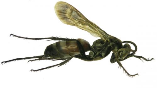 Réf. 63 762 : Evagetes pectinipes trispinosus