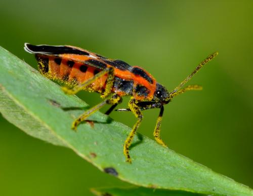 Tropidothorax leucopterus