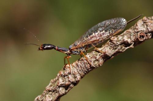 Atlantoraphidia maculicollis