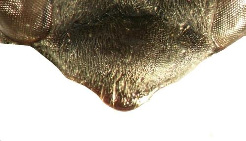 Auplopus rectus