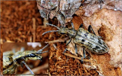 Réf. 63 075 : Rhagium inquisitor