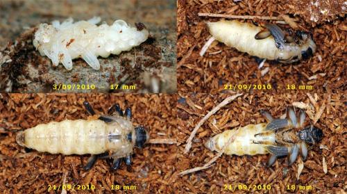 Rhagium inquisitor