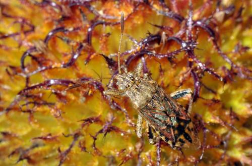 Réf. 63 298 : Stictopleurus punctatonervosus