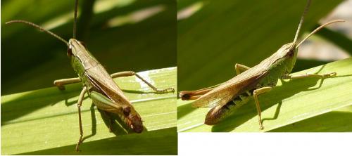 Réf. 63 923 : Pseudochorthippus parallelus