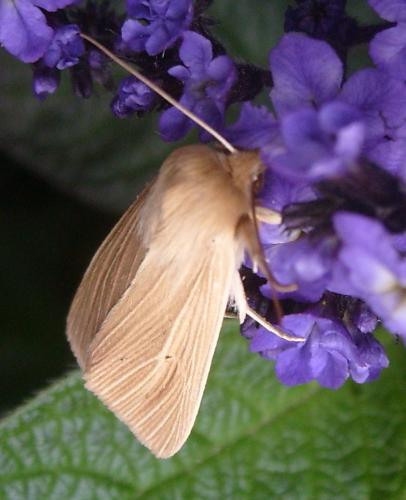Mythimna sp.