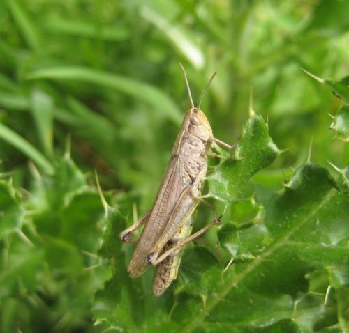 Réf. 63 199 : Pseudochorthippus parallelus