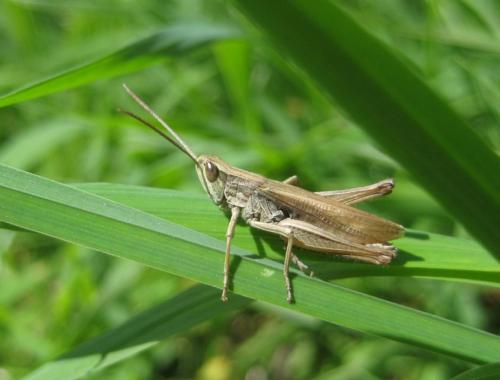 Chorthippus albomarginatus albomarginatus