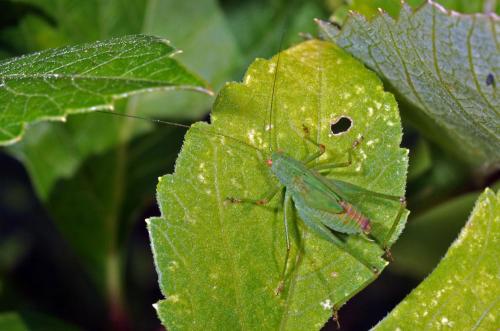 Phaneroptera sp.