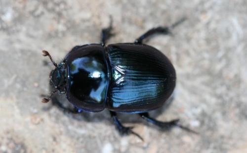 Geotrupes mutator