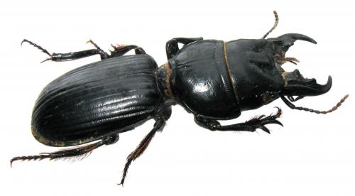 Réf. 63 826 : Scarites cyclops