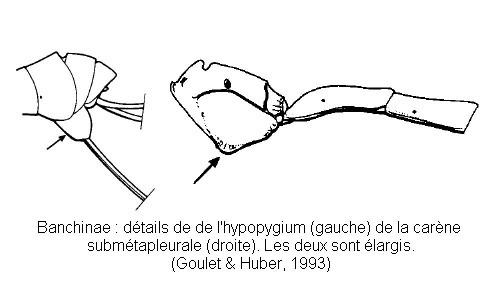 Réf. 63 014 : Banchinae inconnu