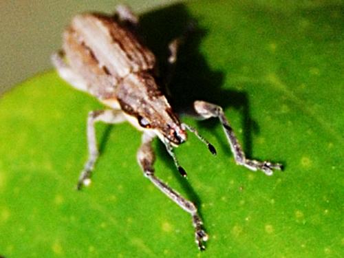 Sitona sp.