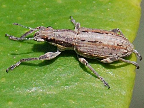Réf. 63 671 : Sitona sp.