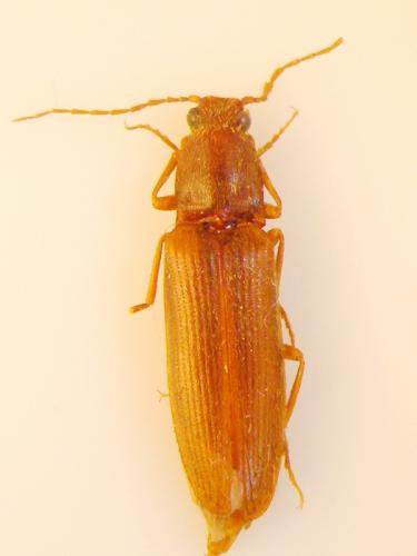 Réf. 63 630 : Athous campyloides