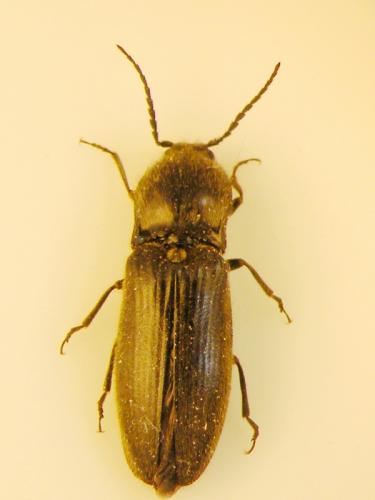 Hemicrepidius hirtus