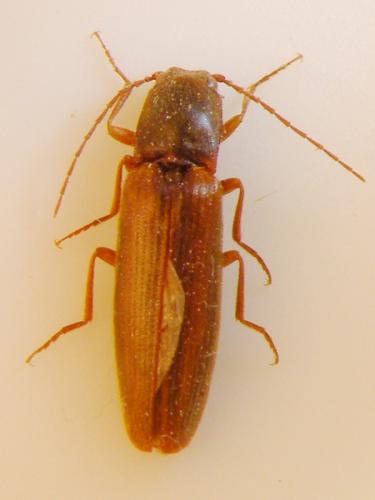 Réf. 63 632 : Athous haemorrhoidalis