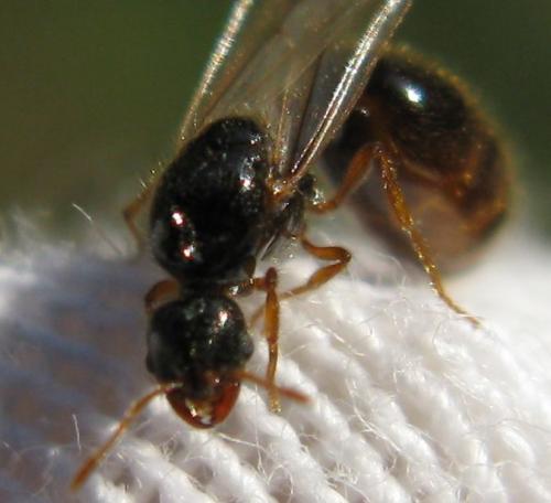 Réf. 63 495 : Solenopsis sp.