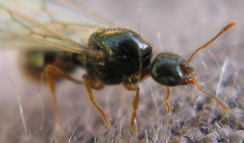 Solenopsis sp.