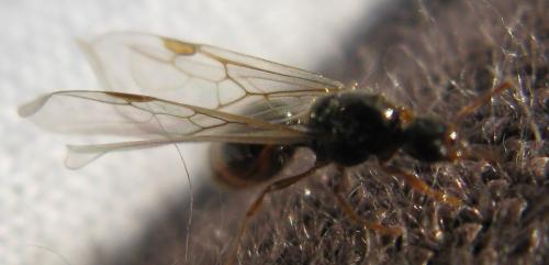 Réf. 63 492 : Solenopsis sp.
