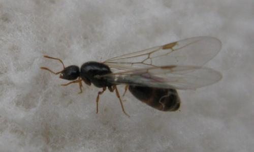 Solenopsis sp.