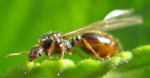 Solenopsis sp.